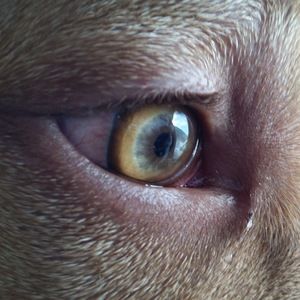 Meet your Posher, Roberta